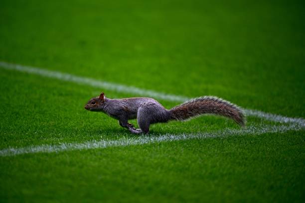 防守足球的精髓：从基础到大师级技巧