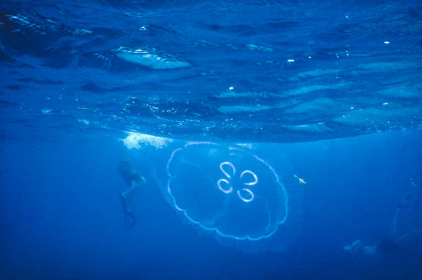 游泳转身的几种方式及其适用泳姿